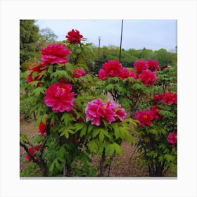 Peonies In Bloom in Japan Canvas Print