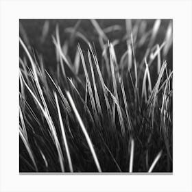 Grass In Black And White Canvas Print