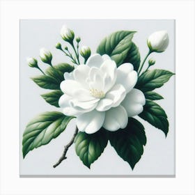 Flower of Jasmine Canvas Print