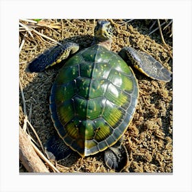 Shell Reptile Slow Aquatic Carapace Scale Amphibious Cold Blooded Conservation Endangered (1) Canvas Print