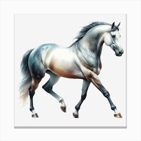 Horse Galloping 1 Canvas Print