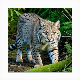 Bobcat Feline Wildcat Predator Carnivore Mammal Fur Spotted Agile Solitary Stealthy Prowl (1) Canvas Print