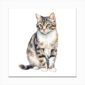 American Wirehair Longhair Cat Portrait 2 Canvas Print