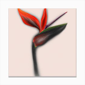 Bird Of Paradise Canvas Print