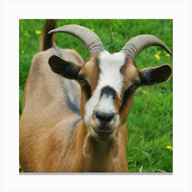 Goat With Horns Canvas Print