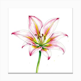 Pink Lily 8 Canvas Print