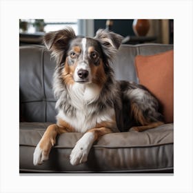 Australian Shepherd Dog On Couch Canvas Print