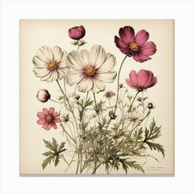 Cosmos Wildflower Vintage Botanical Art Print 1 Canvas Print