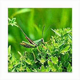 Grasshopper On A Plant Canvas Print