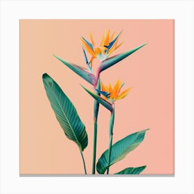 Bird Of Paradise Canvas Print