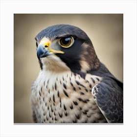 Falcon Canvas Print