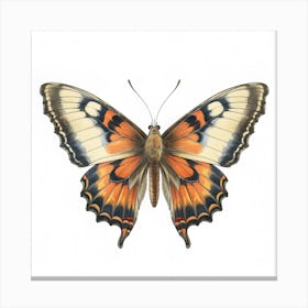 Butterfly 41 Canvas Print