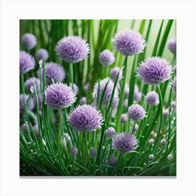 Chives 9 Canvas Print