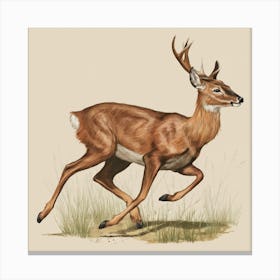 Deer Venison White Tail Deer Antlers Animal Wildlife Game Hunting Nature Canvas Print