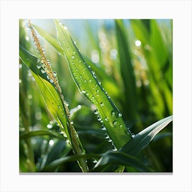 Corn Field With Water Droplets Canvas Print