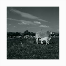 Farm 008 Canvas Print