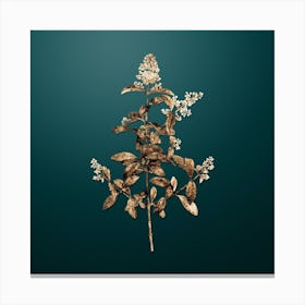 Gold Botanical Wild Privet on Dark Teal Canvas Print