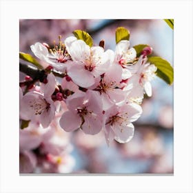 Cherry Blossoms 12 Canvas Print