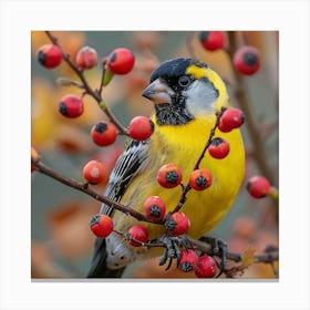 Yellow Finch 6 Canvas Print