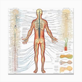 Human Nervous System Canvas Print