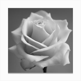 Black And White Rose 1 Canvas Print