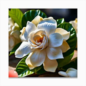 White Magnolia Flower Canvas Print