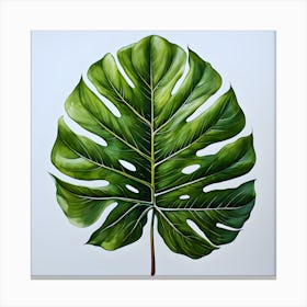 Monstera Leaf Canvas Print