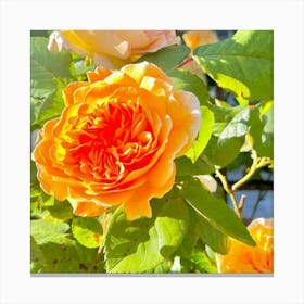 Orange Roses Canvas Print