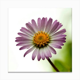 Daisy  Canvas Print