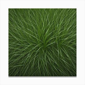 Grass Background 28 Canvas Print