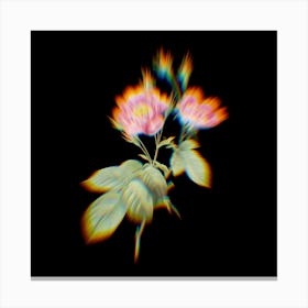 Prism Shift Anemone Centuries Rose Botanical Illustration on Black n.0221 Canvas Print