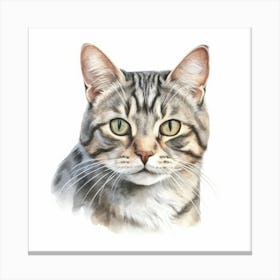 American Shorthair Cat Portrait 3 Canvas Print