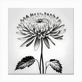 Chrysanthemum 7 Canvas Print