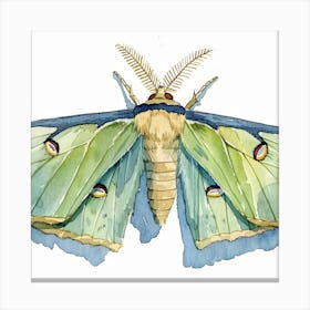 Moth Painting Canvas Print