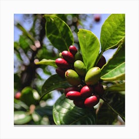 Coffee Berries On A Tree Canvas Print