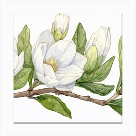 Magnolia Canvas Print