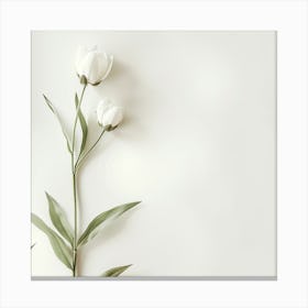White Tulips On A White Background Canvas Print