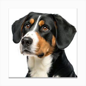 Entlebucher Mountain Dog Portrait Stampe su tela