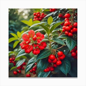 Red Berries On A Bush Canvas Print