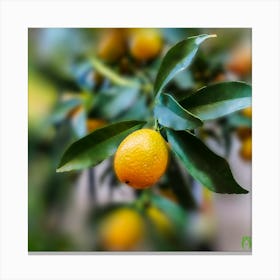 Tangerine Tree 20240113165936pub Canvas Print