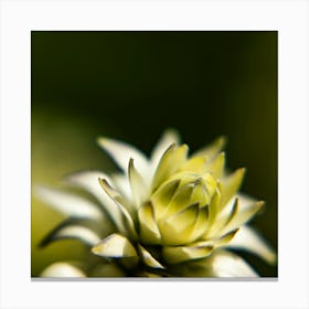 Budding Canvas Print