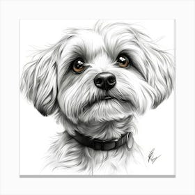 Havanese Canvas Print