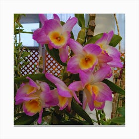 Orchids 39 Canvas Print