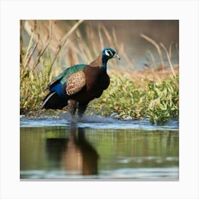 Peacock In Water Canvas Print