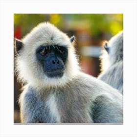 Monkey, Cyprus Canvas Print