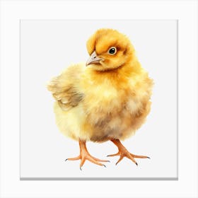 Chicken 8 Canvas Print