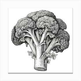 Black And White Drawing Of Broccoli Canvas Print