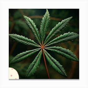 Sequoia leafs Canvas Print