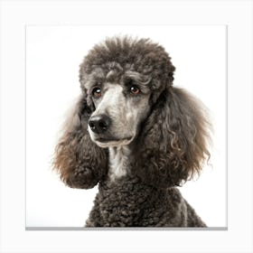 Poodle Dog Portrait Stampe su tela