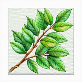 Branch Of Green Leaves With Detailed Veins Canvas Print